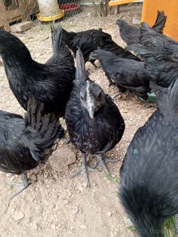 Kohouti ayam cemani - 2