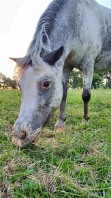 Pony, minihorse - 2