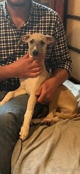 Whippet/ Vipet s PP - 2