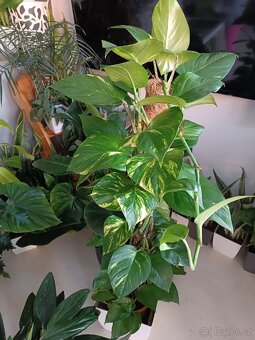 Pothos Epipremnum aureum - 2