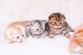 Scottish Fold a Scottish Straight - 2