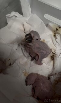 Ara Ararauna mlaďata k ručnímu dokrmeni - 2