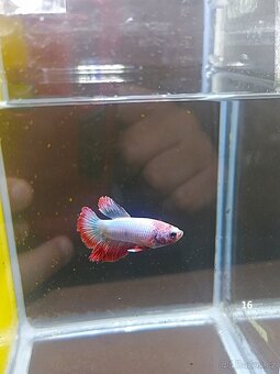 Betta Splendens - Betta bojovnice (Samec 16) - 2