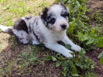 Border kolie blue a red merle - 2
