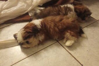 Shih-tzu, Shih tzu, si cu bez pp - 2