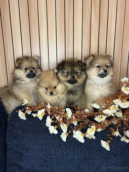 Štěňátka pomeranian bez PP - 2