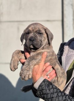 Cane corso s PP - 2