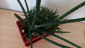 Sukulenty - různé - 2