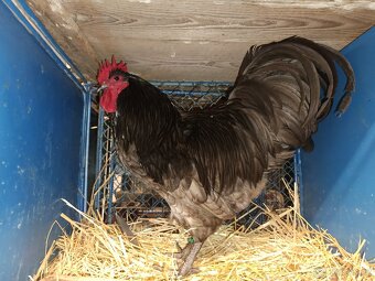 Australky kohouti - 2