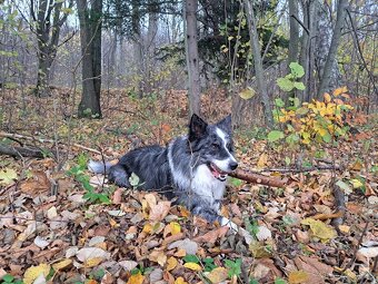 Nabízím krytí psem border kolie. - 2