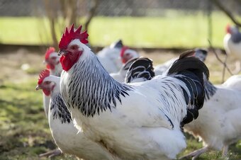 Sasexka 🥚🐣 (násadová vejce i kuřátka) - 2