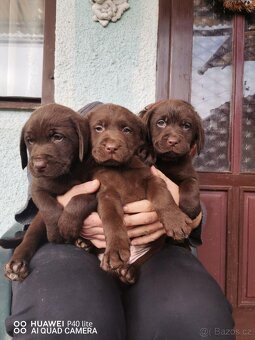 Labradorský retrívr - 2