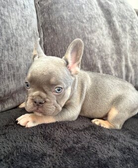 Francouzský buldoček - 2