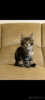 Mainská koťátka, maine coon. - 2
