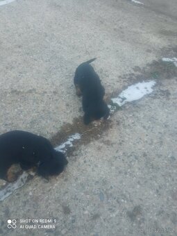 Anglický kokršpaněl fenka - 2