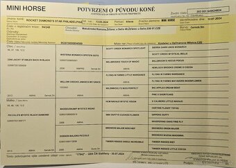 Klisna Minihorse, 2 roky - 2