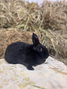 Zakrslý králík - Espeon - 2