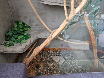 Terárium - 2