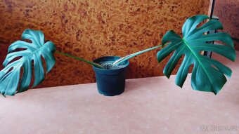 Monstera královská - 2