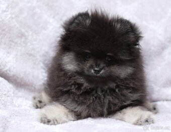 Pomeranian s PP - 2
