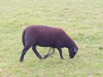 Dorper Suffolk - 2
