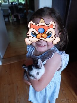 Daruji koťátka - 2