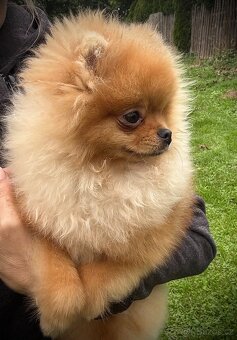 Pomeranian s PP FCI - 2