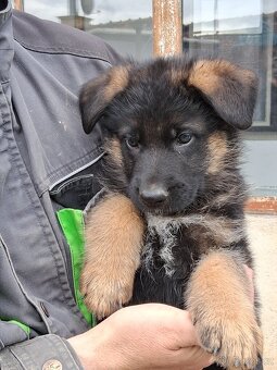 Německý ovčák s PP - 2