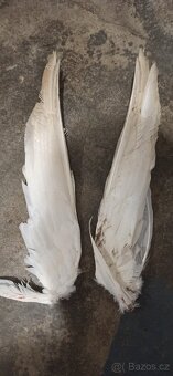 Husí pera - celé konce, křídla s peřím - 2