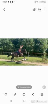 Huculská klisna, 13 let - 2