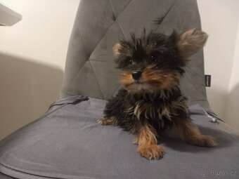 Jorkšírský teriér - 2