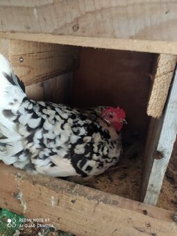 Vlaška exchequer NV - 2