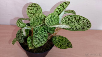 Macodes Petola (jewel orchid) - 2