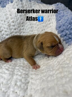 American bully XL/XXL s PP - 2