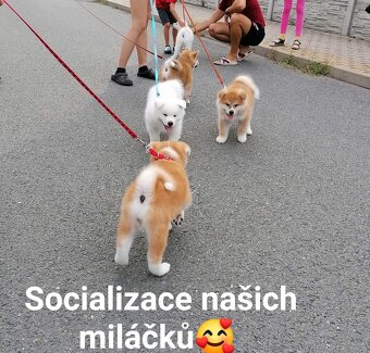 Akita inu s PP - 2