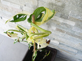 Monstera Adansonii Variegata - 2