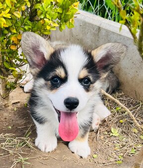 Welsh corgi pembroke s PP (FCI) - 2