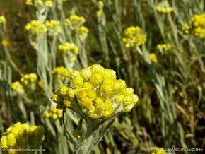 Smil písečný Helichrysum arenarium 500 semen 50 Kč - 2