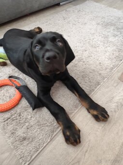 Štěně tosa inu s PP - 2