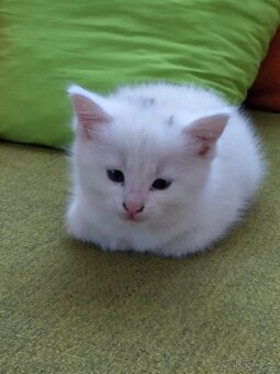 Bílé kotě - 2