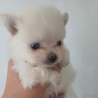 pomeranián - 2