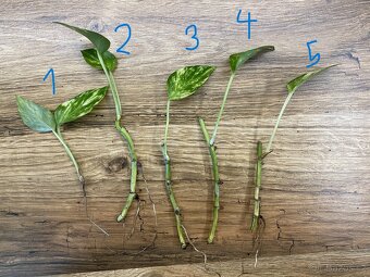 Epipremnum aureum - řízky - 2