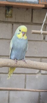 Andulky vlnkované - 2