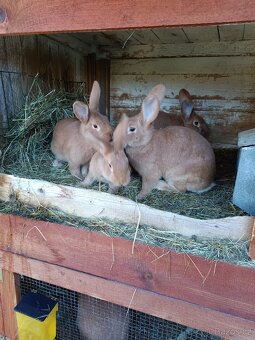 Burgundský králík - 2