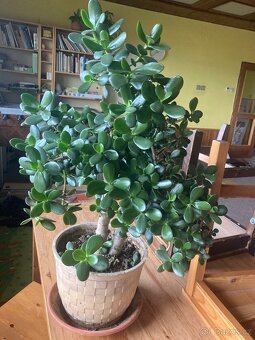 Tlustice vejčitá - 2