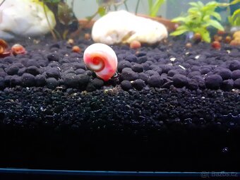 Šneci, rybičky, rostlinky a jiné přebytky - 2