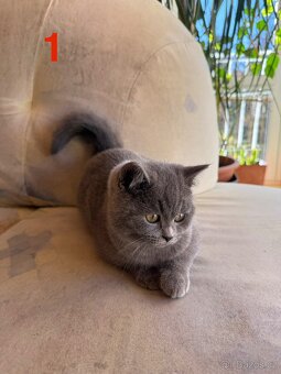 Modrá britská koťátka - 2