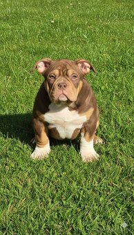 American Bully standard - 2