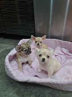 Čivava Mini Fenečky - 2