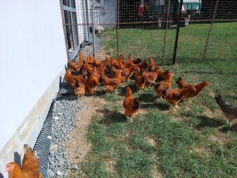 Hempšírka násadová vejce - 2